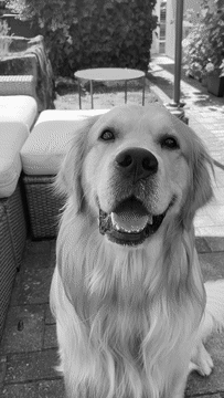 Ein Hund geniesst ein Eis im Garten.