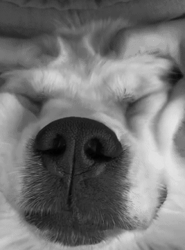 Zufriedener Hund genießt Streicheln im Gesicht.