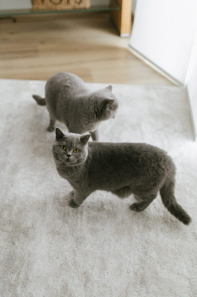 Neugierige Katzen bei einer Homestory in Offenburg.