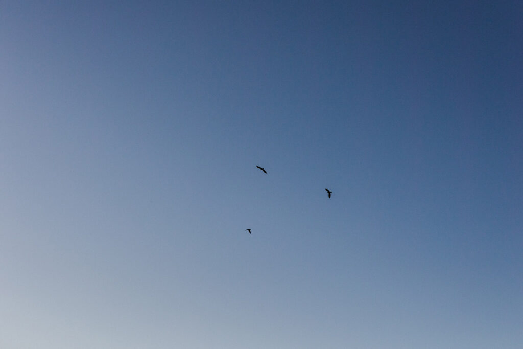 Blauer Himmel beim Schwangerschaft-Fotoshooting in Achern.